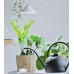 LED augalų lempa SunLite